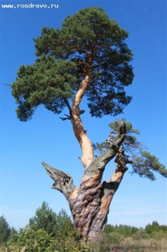 Сосна обыкновенная (Pinus sylvestris L.) 800лет