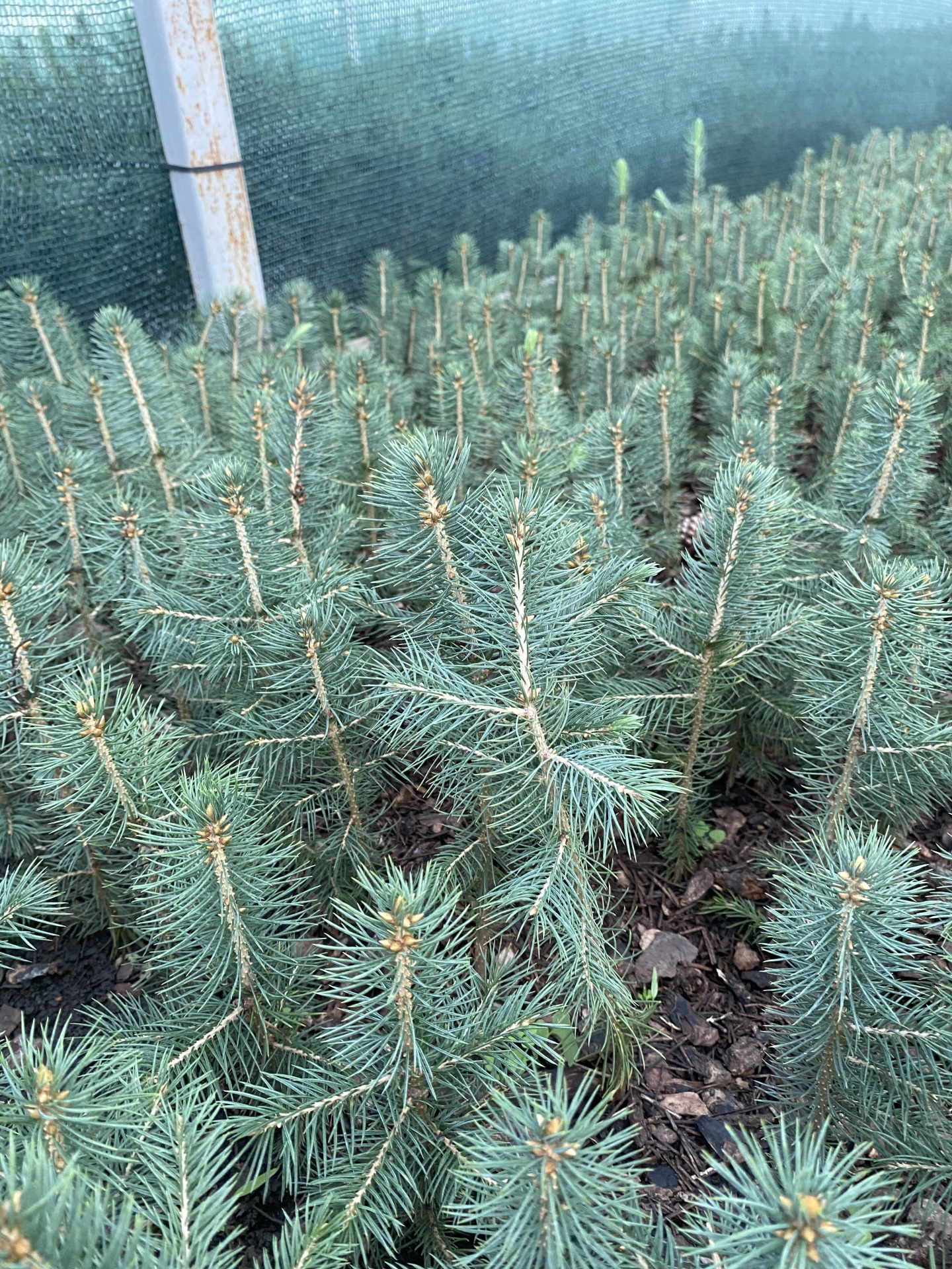 Сеянцы голубые ели. Ель колючая глаука. Голубая ель сеянцы. Ель обыкновенная сеянец. Голубая ель сеянцы.