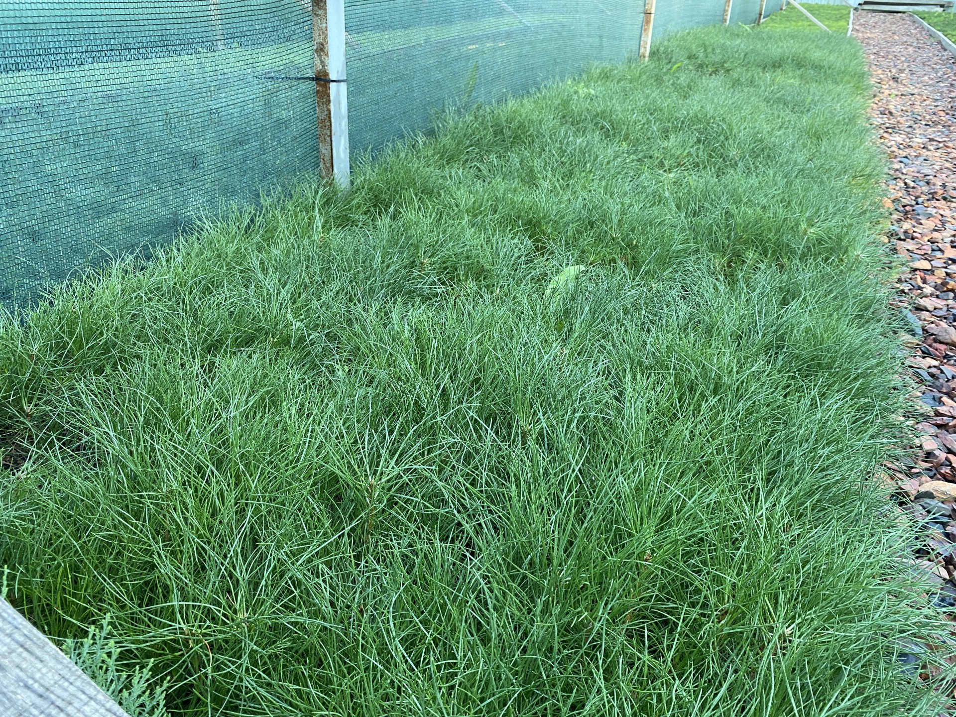 Трехлетние саженцы яблони. Х летка. Алыча желтая злато скифов. Яблоня медуница. Х летка.