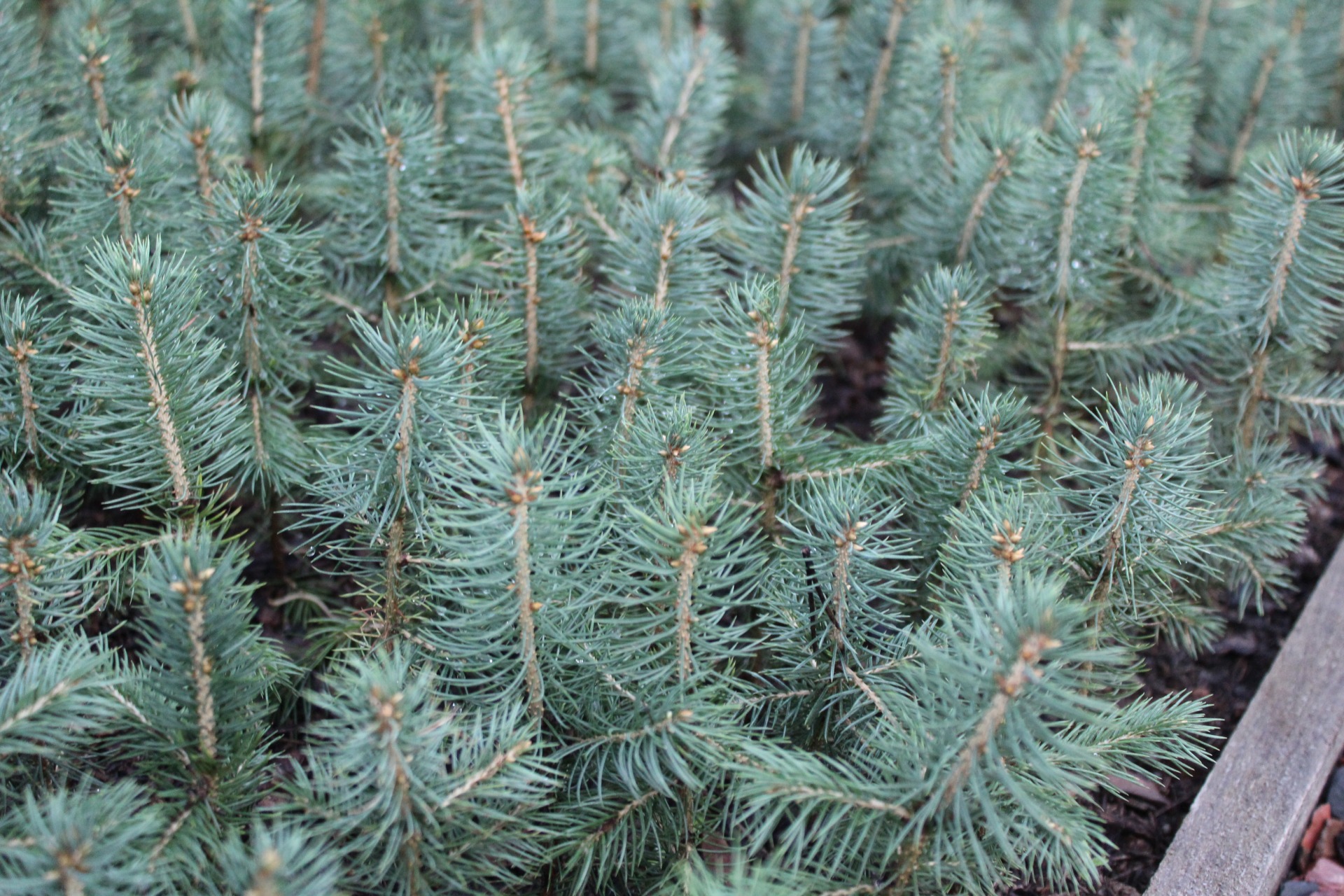 Ель колючая голубая